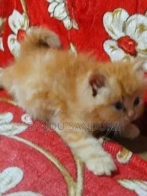 Persian Cat