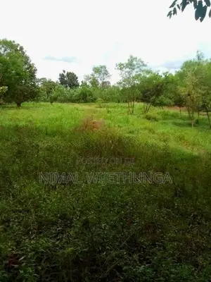 Multi-purpose Land for sales In Minipe