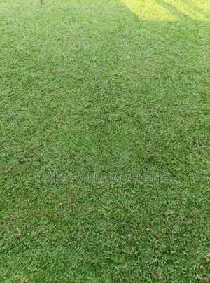 මැලේසියන් තණකොළ පිඩලි පැදුරු