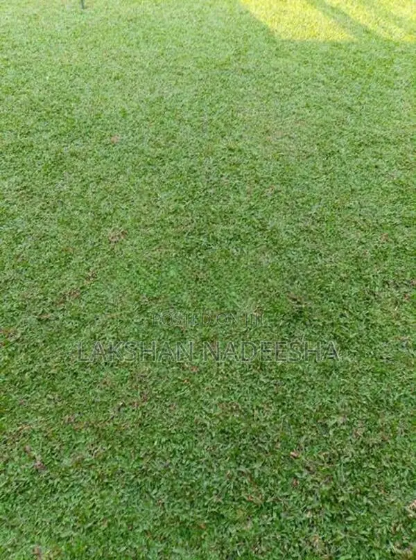 මැලේසියන් තණකොළ පිඩලි පැදුරු