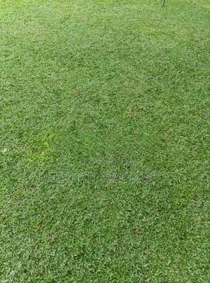 මැලේසියන් තණකොළ පිඩලි පැදුරු