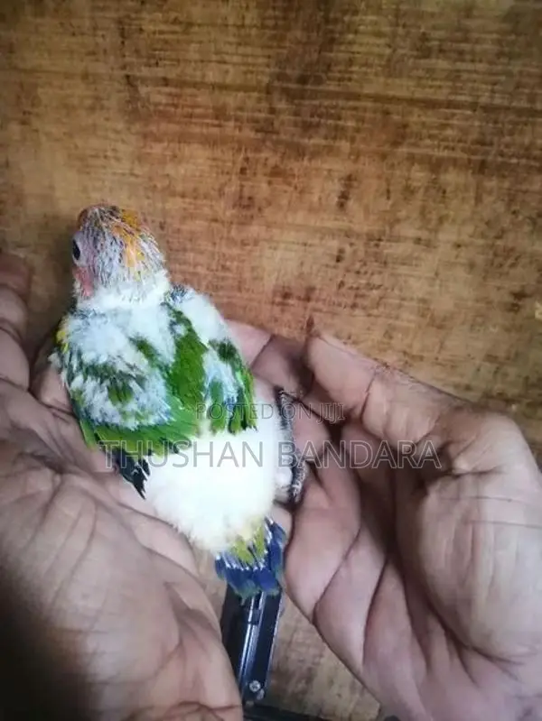 Sunconure and Ringneck