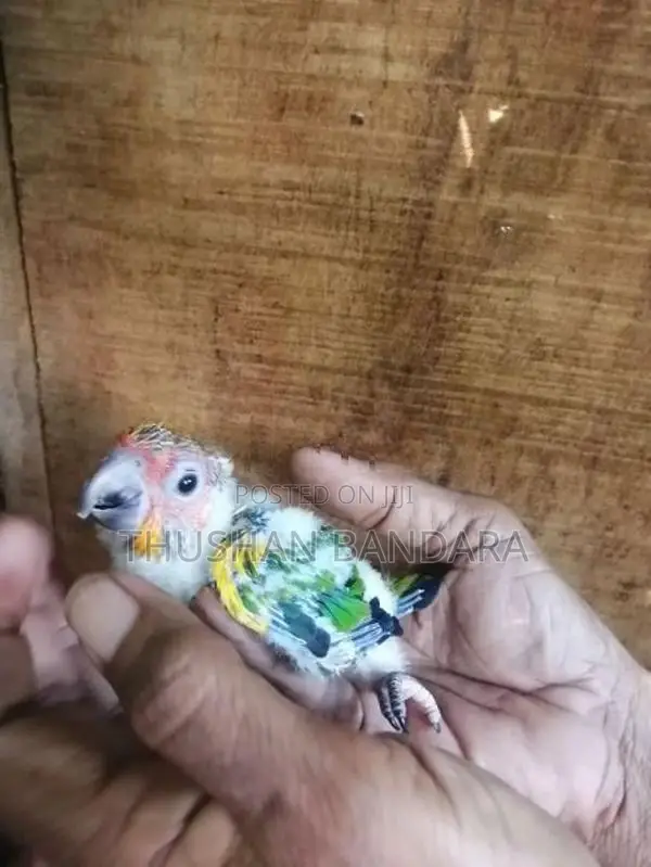 Sunconure and Ringneck