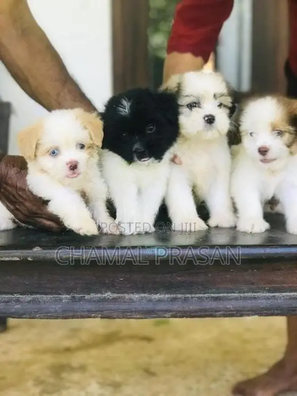 Shih Tzu Puppies