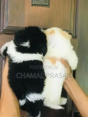 Shih Tzu Puppies