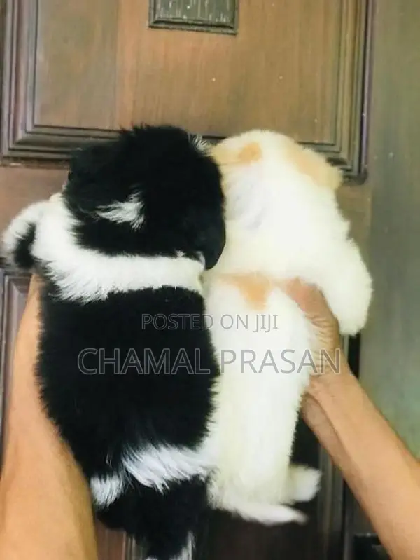 Shih Tzu Puppies