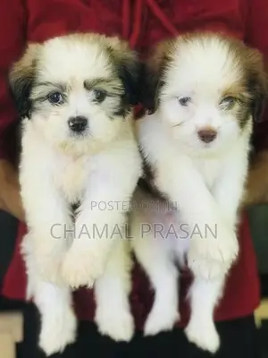Shih Tzu Puppies
