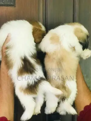 Shih Tzu Puppies