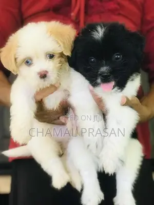 Shih Tzu Puppies