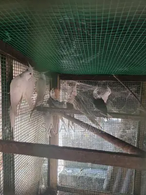 Cockatiel Birds