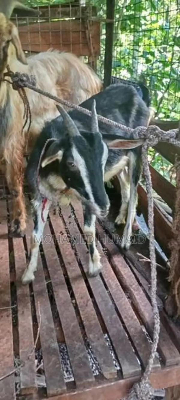 Goats