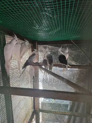 Cockatiel Birds
