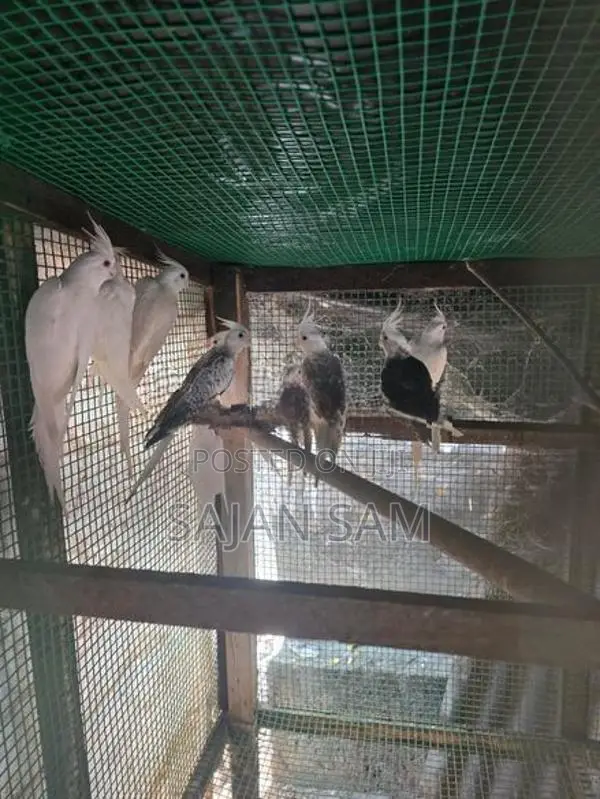 Cockatiel Birds