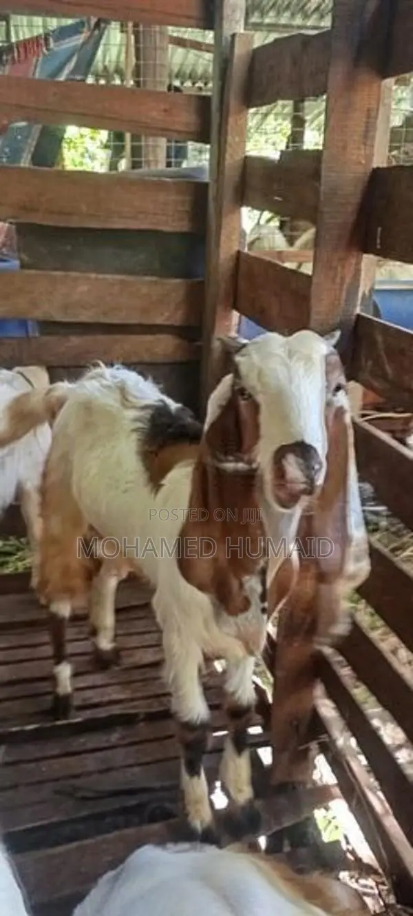 Goats