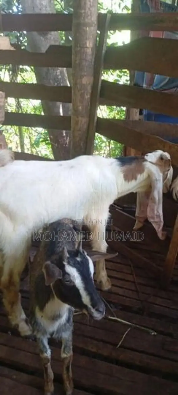 Goats