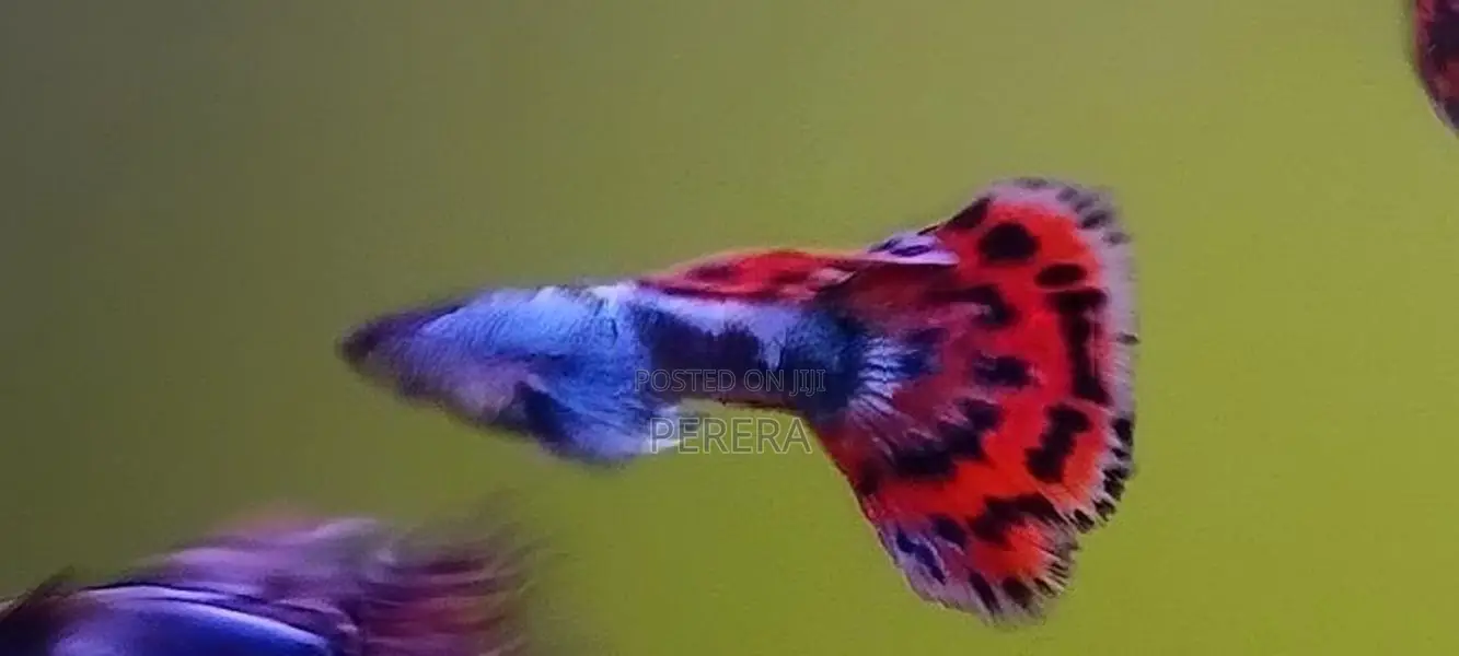 Guppy Fish