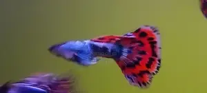Guppy Fish
