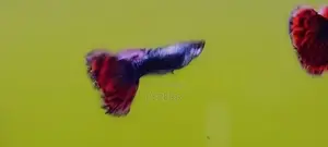 Guppy Fish