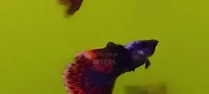 Guppy Fish