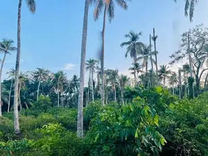 Valuable Residential Lands for Sale – Bentota