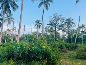 Valuable Residential Lands for Sale – Bentota