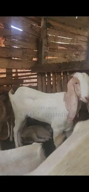 Goats