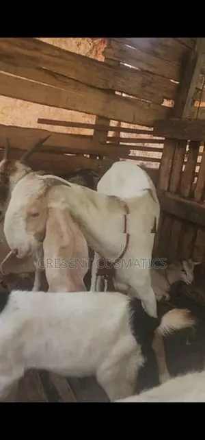 Goats