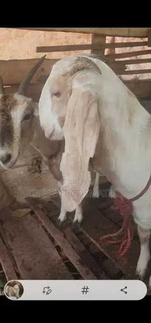 Goats