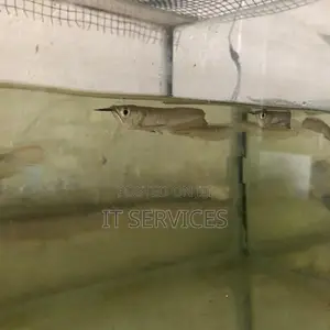 Silver Arowana Fish