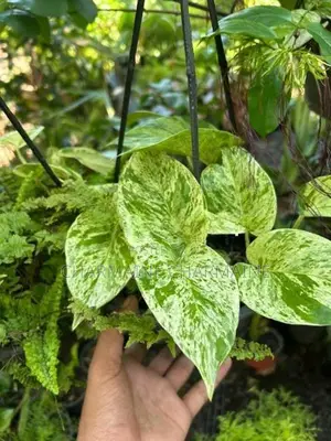 Plants Set
