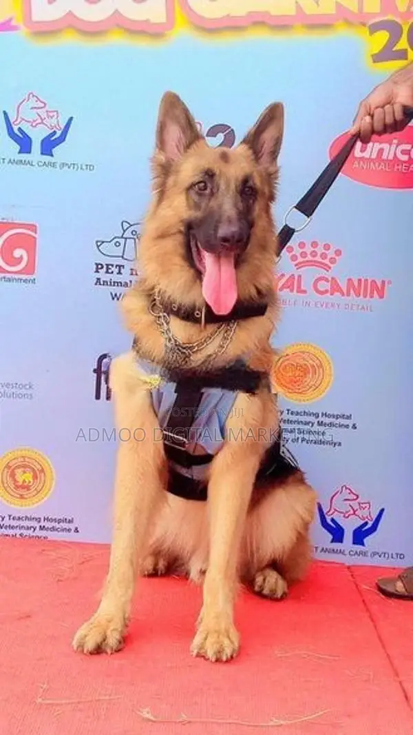 German shepherd puppies