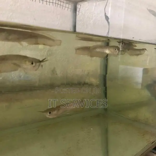 Silver Arowana Fish