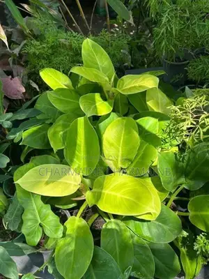 Plants Set