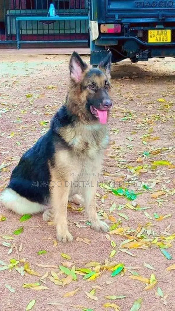 German shepherd puppies