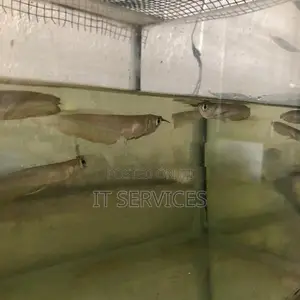 Silver Arowana Fish