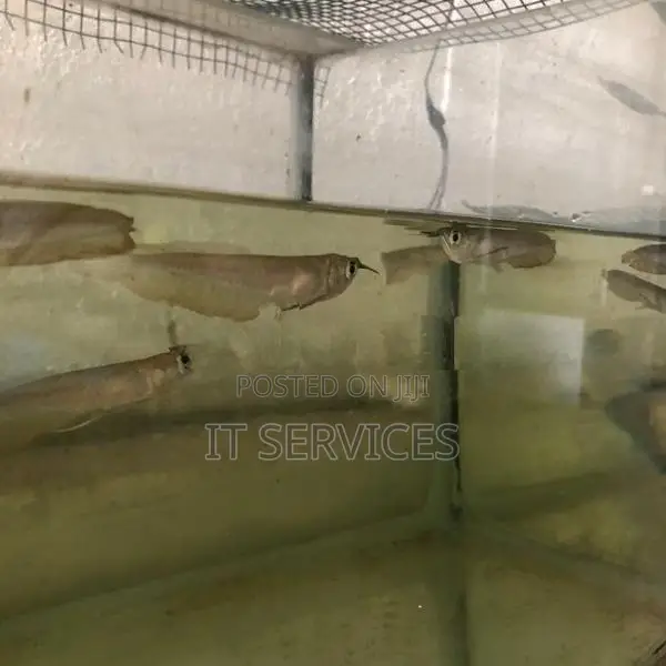 Silver Arowana Fish