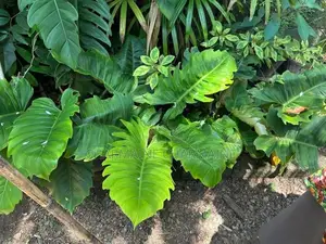 Plants Set