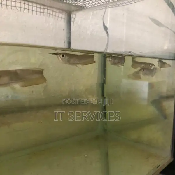 Silver Arowana Fish