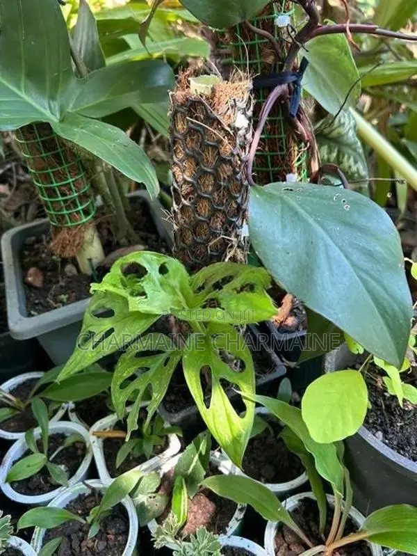 Plants Set