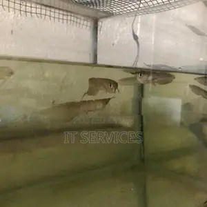 Silver Arowana Fish