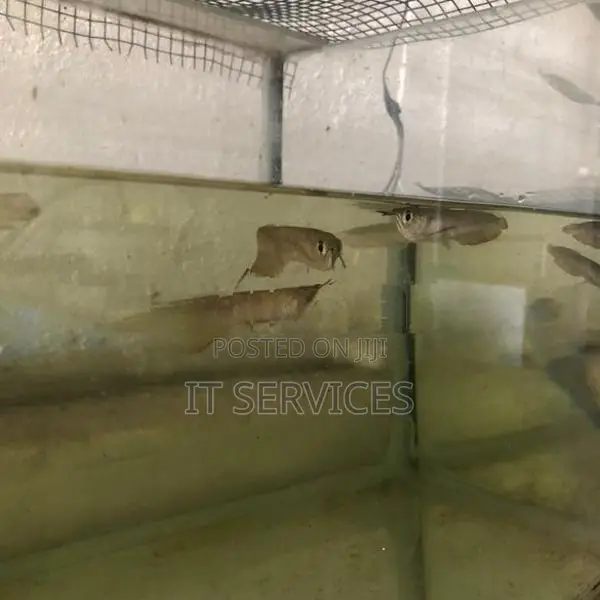 Silver Arowana Fish
