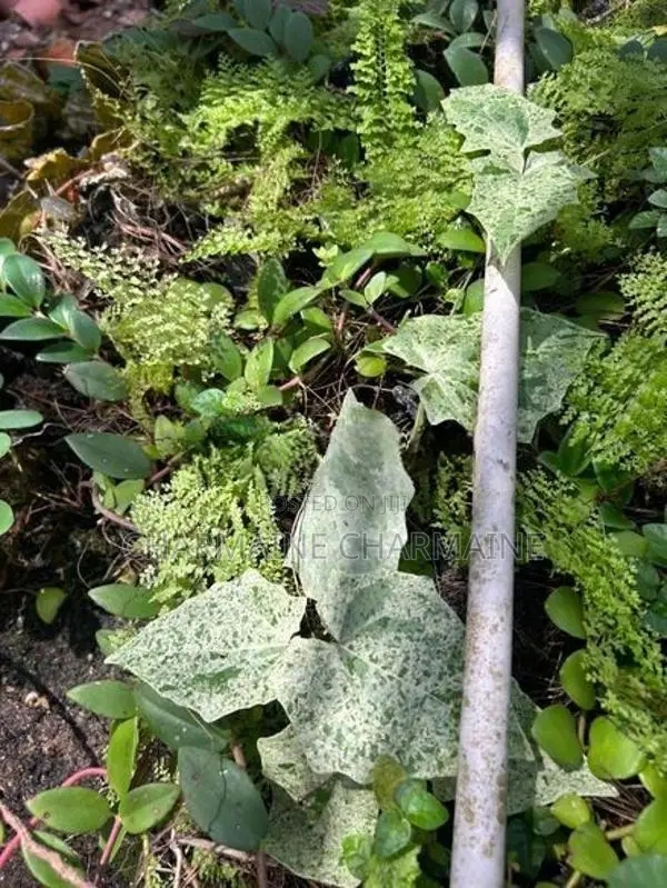Plants Set