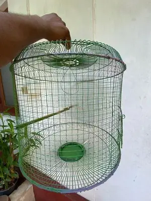 Birds Cage
