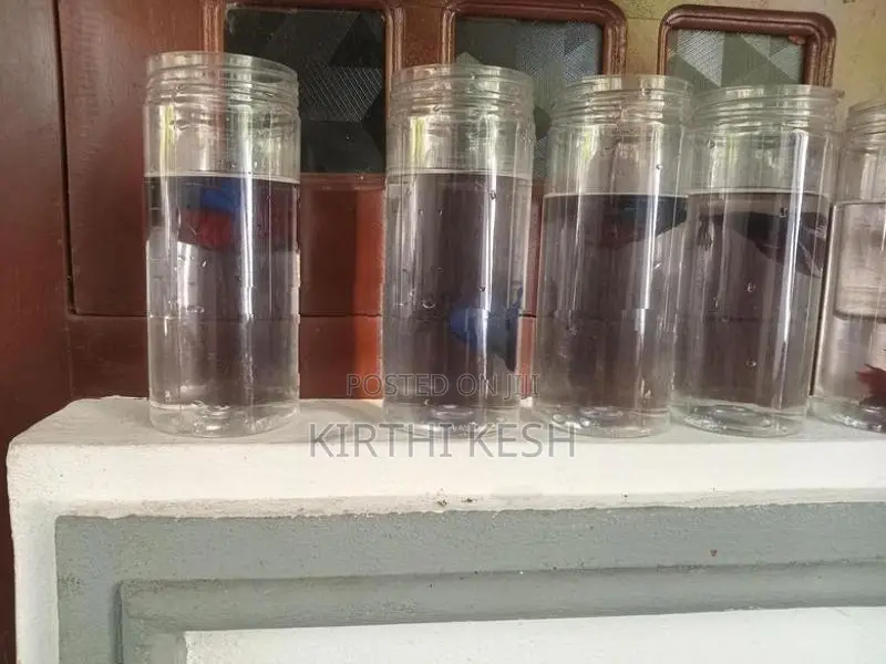 Fighter(Betta) Fish