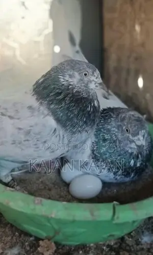 Pigeons