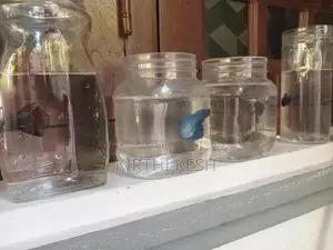 Fighter(Betta) Fish