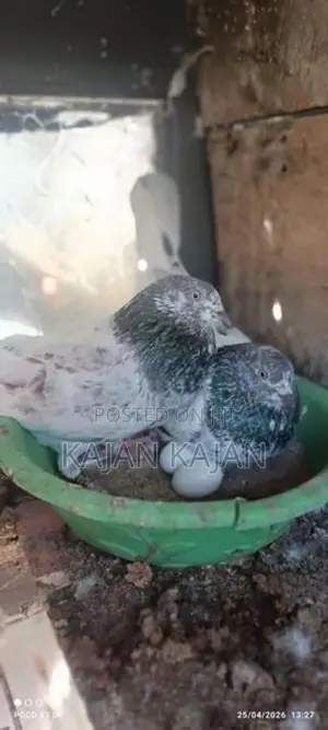 Pigeons