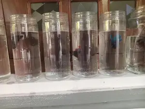 Fighter(Betta) Fish