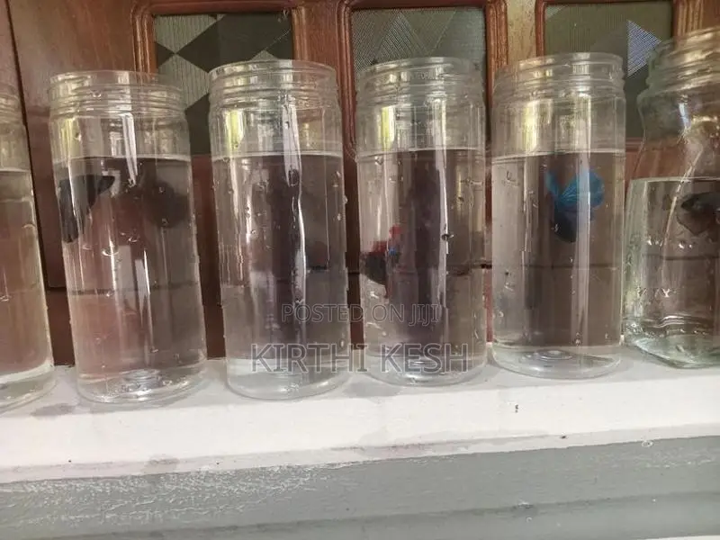 Fighter(Betta) Fish