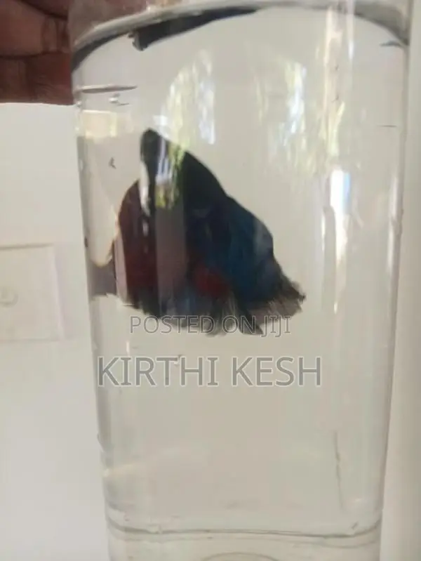 Fighter(Betta) Fish